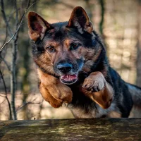 german shepherd